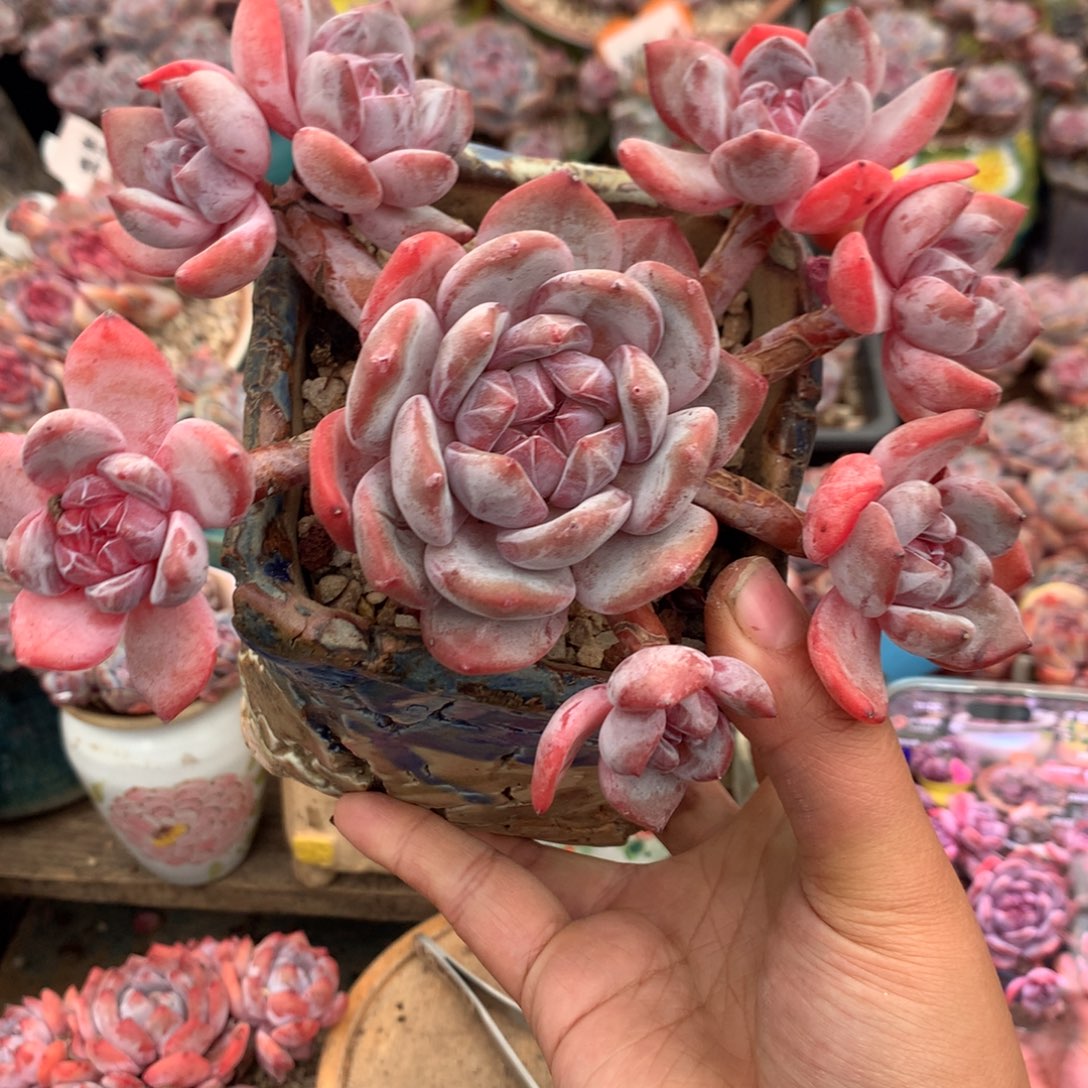 哈哈哈哈哈哈哈哈哈6