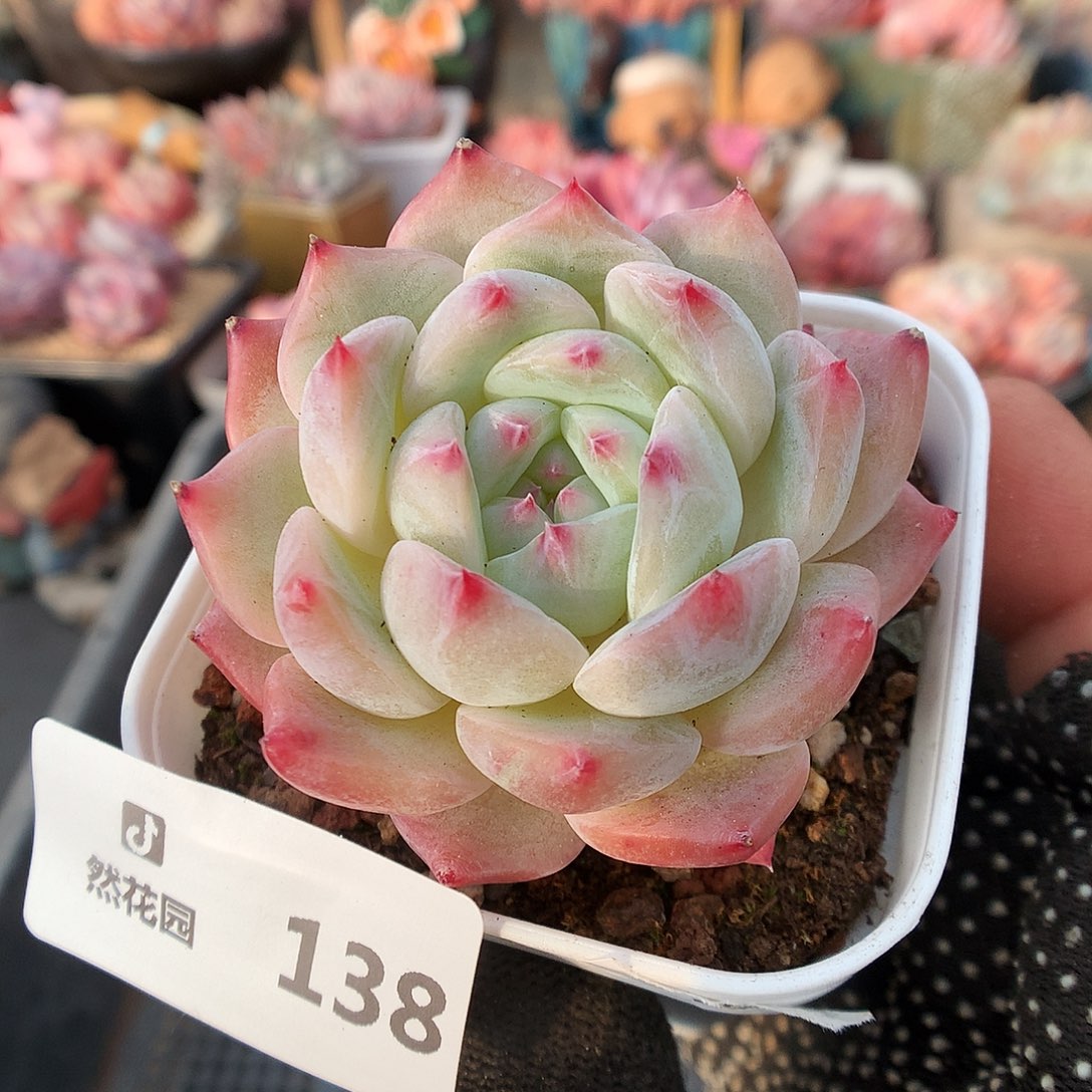 138吉梦多肉植物66666
