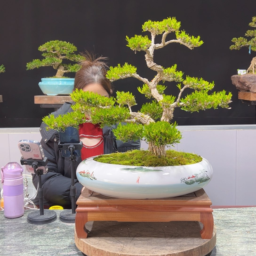 四季常青老桩黄杨盆景