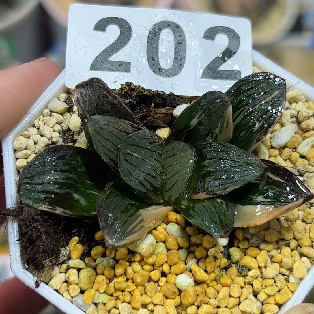 夜想之森锦十二卷多肉植物