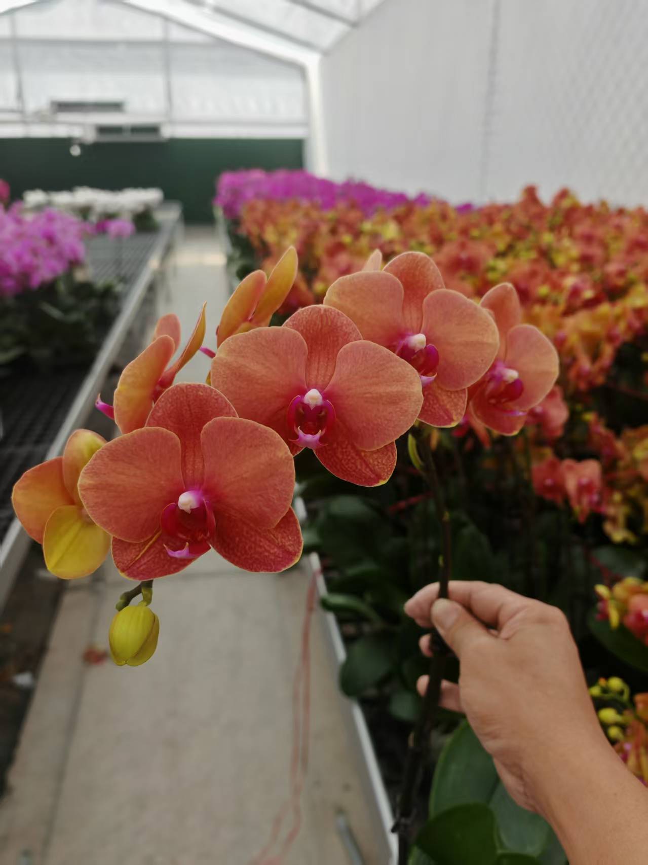 蝴蝶兰【金桔】花苗盆栽带花剑花苞客厅室内四季好养观赏花卉