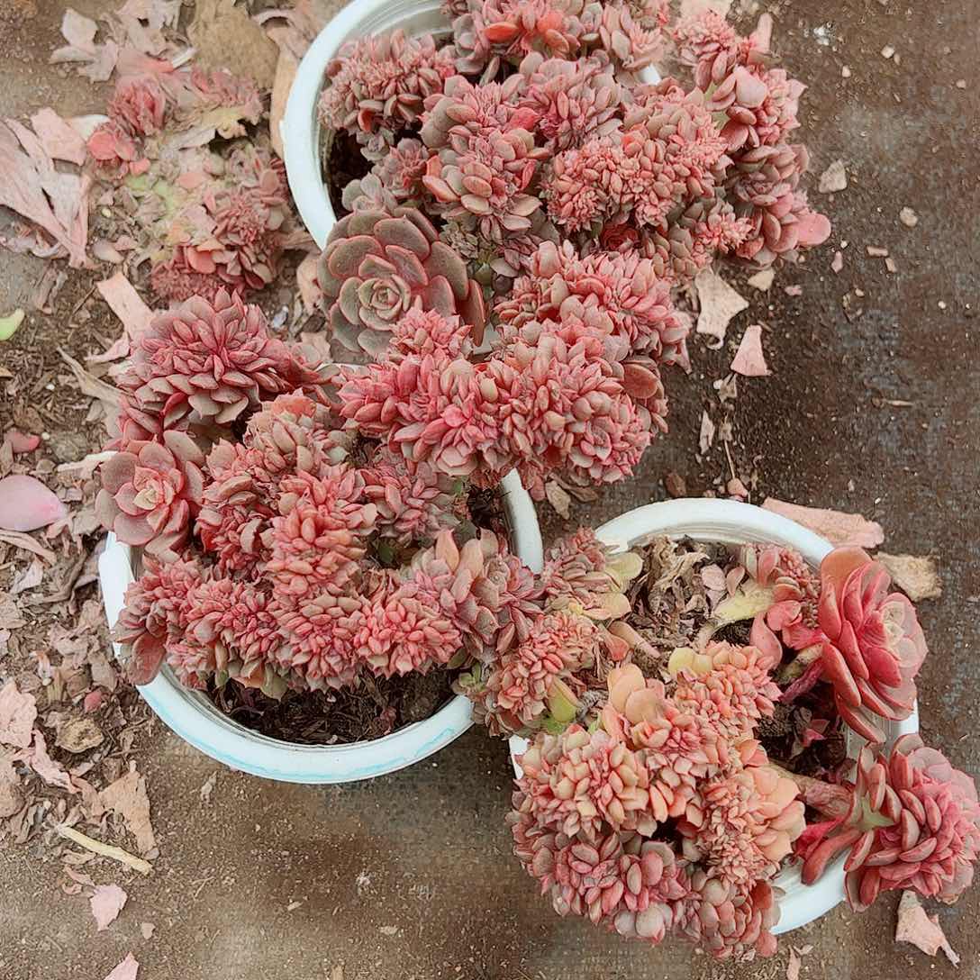 大红袍缀化精品特价