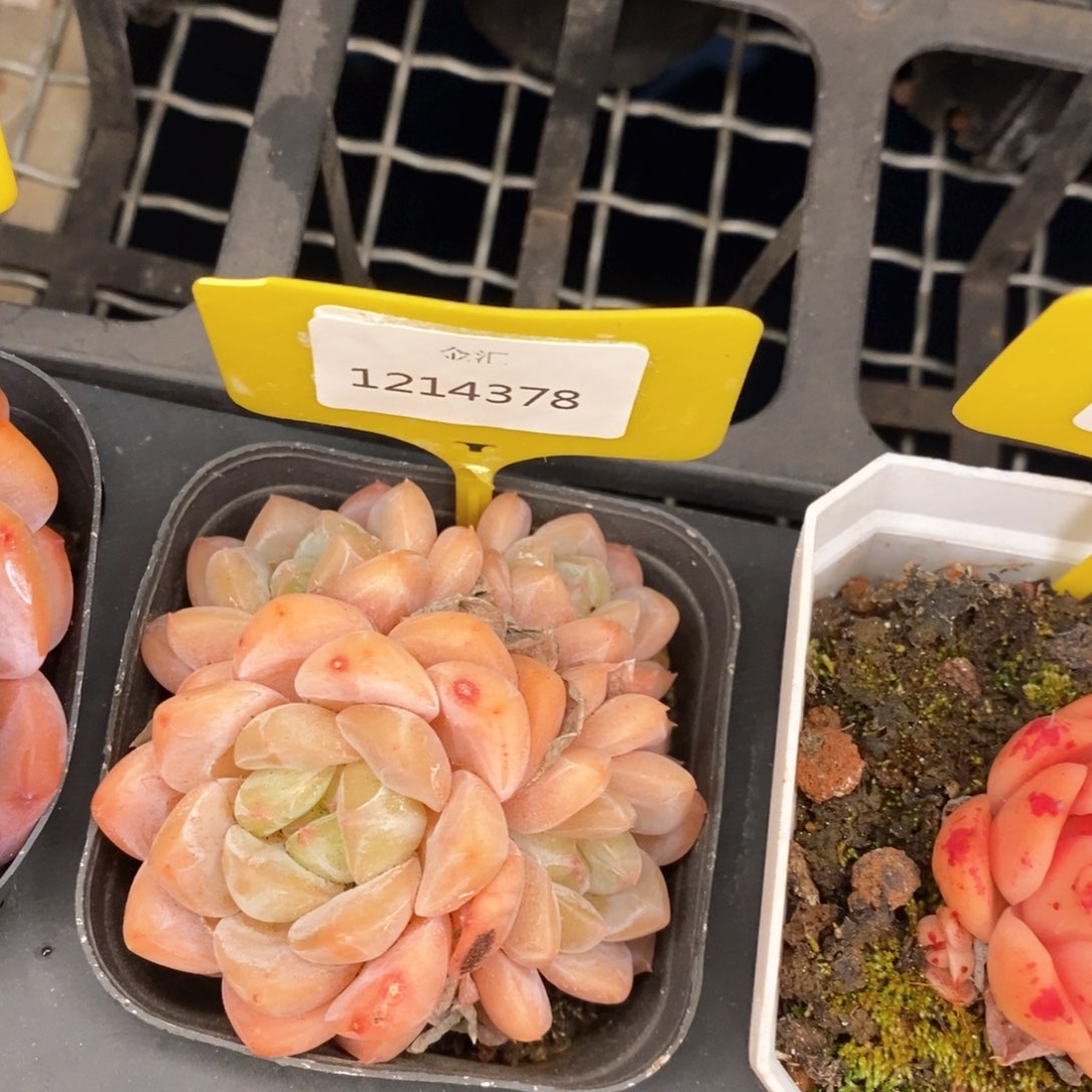 福利多多。1214378