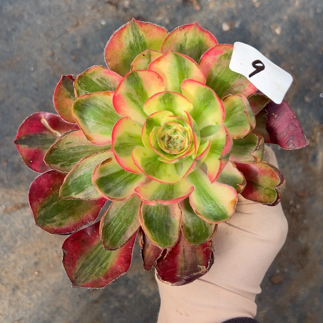 9爱丽丝多肉椅子多肉