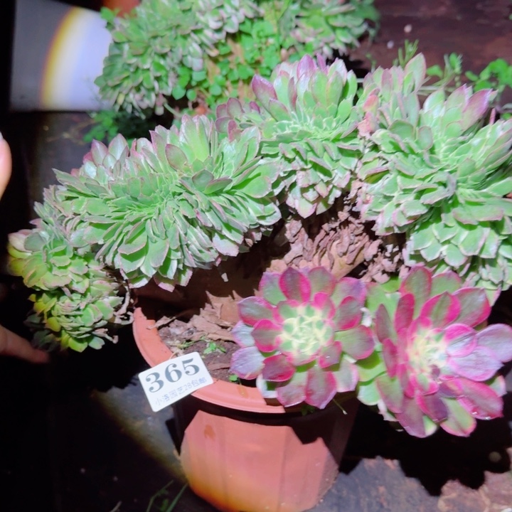 365海王缀化多肉植物满28包邮