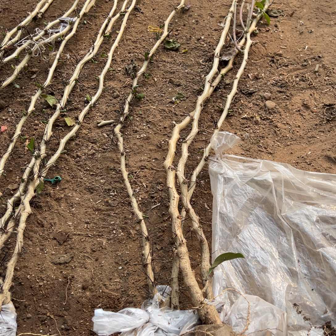 90公分直杆叶仙四颗编号53