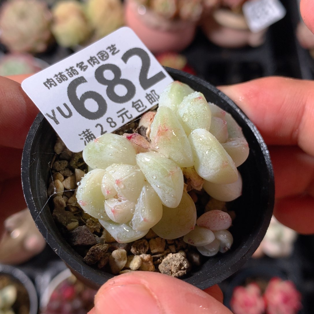 5CM拇指盆精控多肉YU682