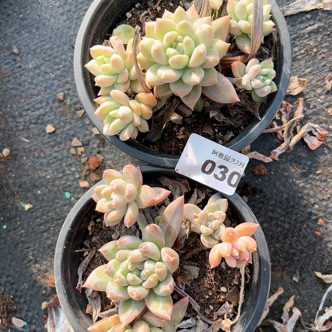 阿雅园艺。    030