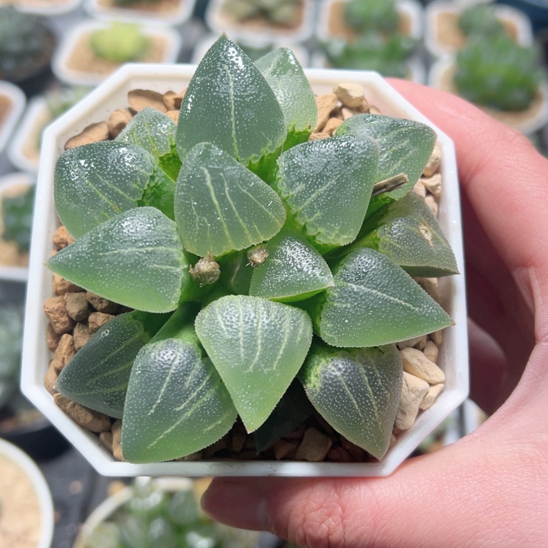 翠贝母本玉露多肉植物