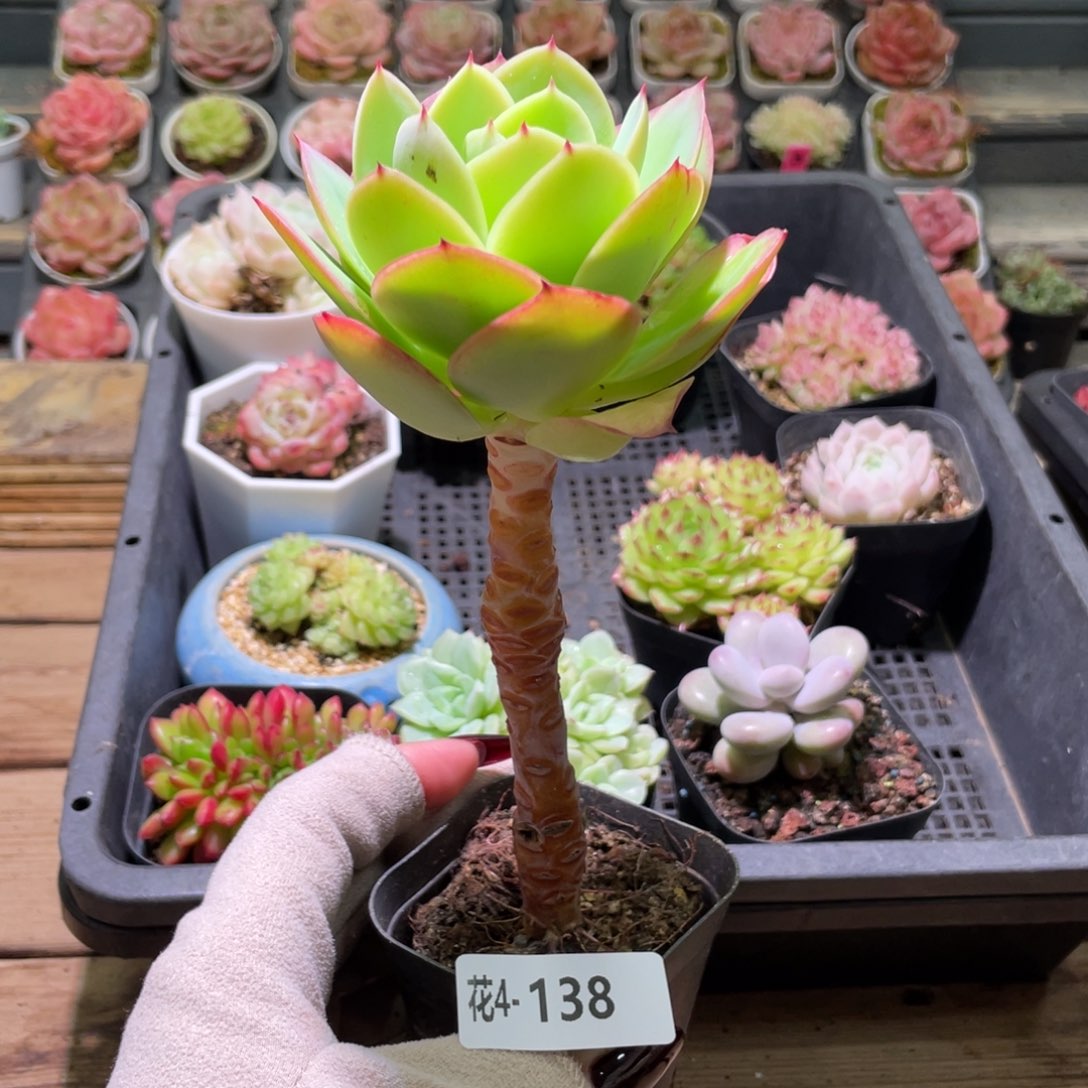 花利美4-138碧桃单头