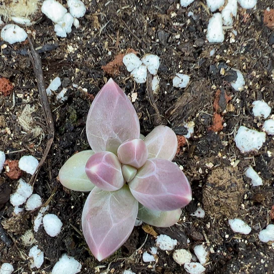 天***g雪戴利个体单头111