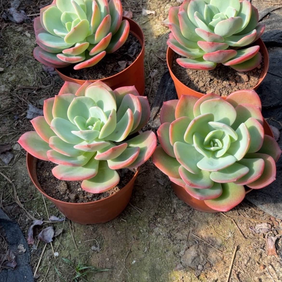 【闪购商品】无花朵阳**亿