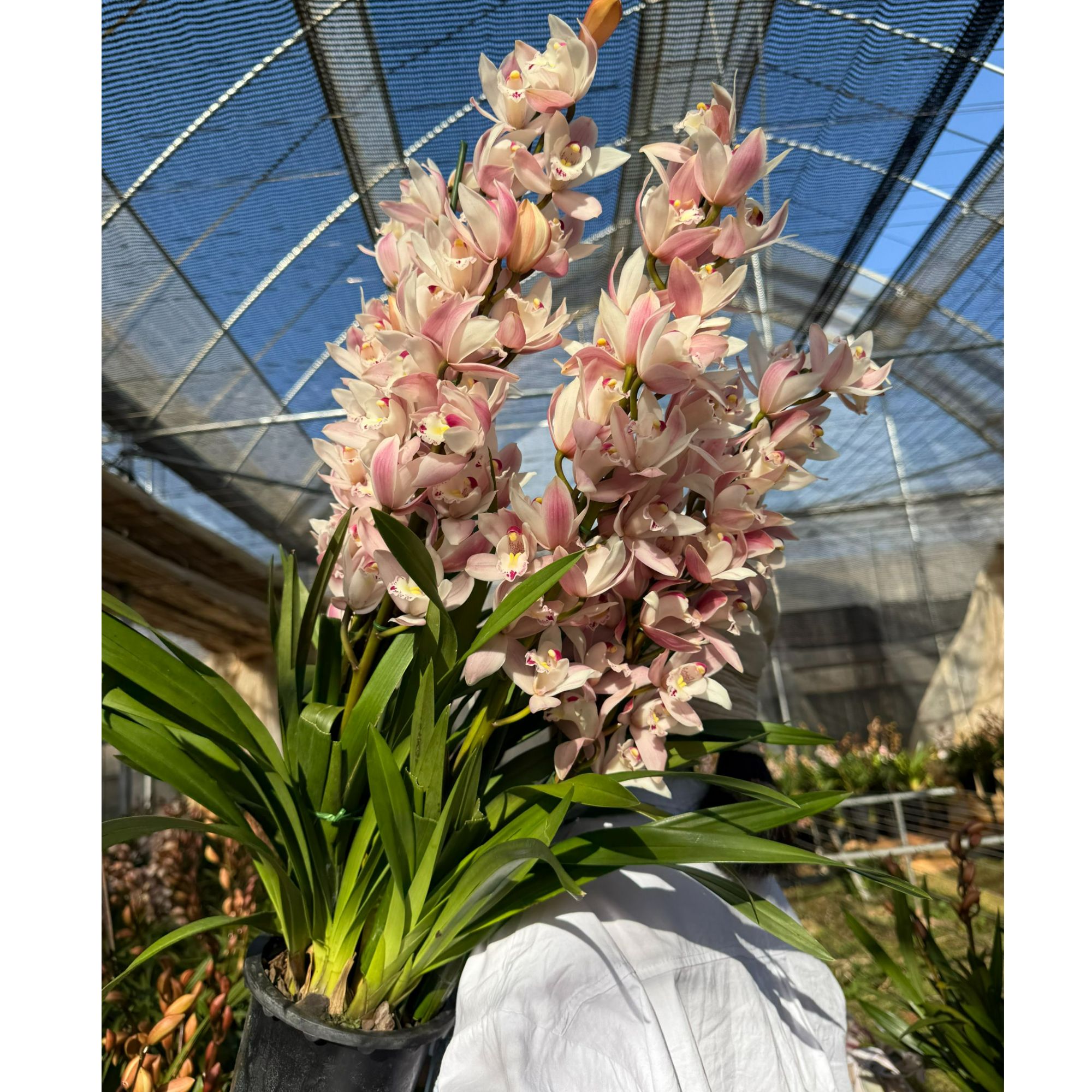 花知述园艺白天鹅3枝花剑大花蕙兰年宵花室内阳台花苞发货