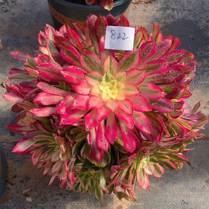 822天合精品法师多肉