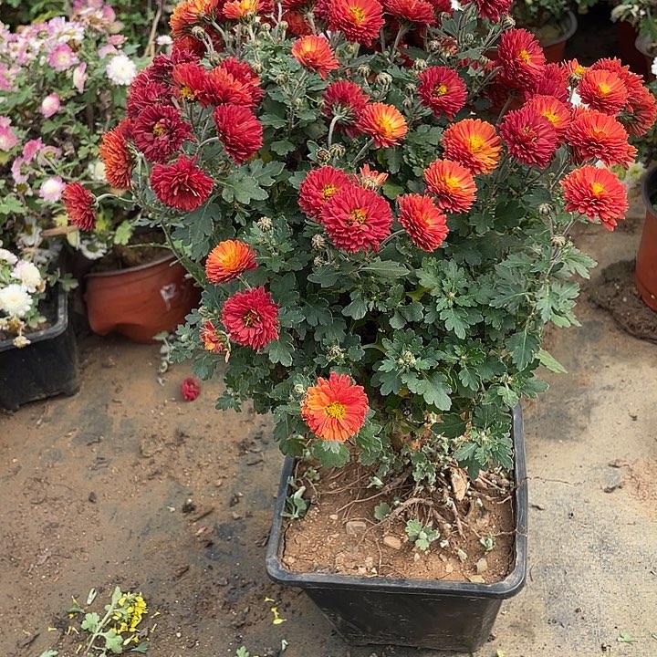 无***声68菊花菊花菊花家