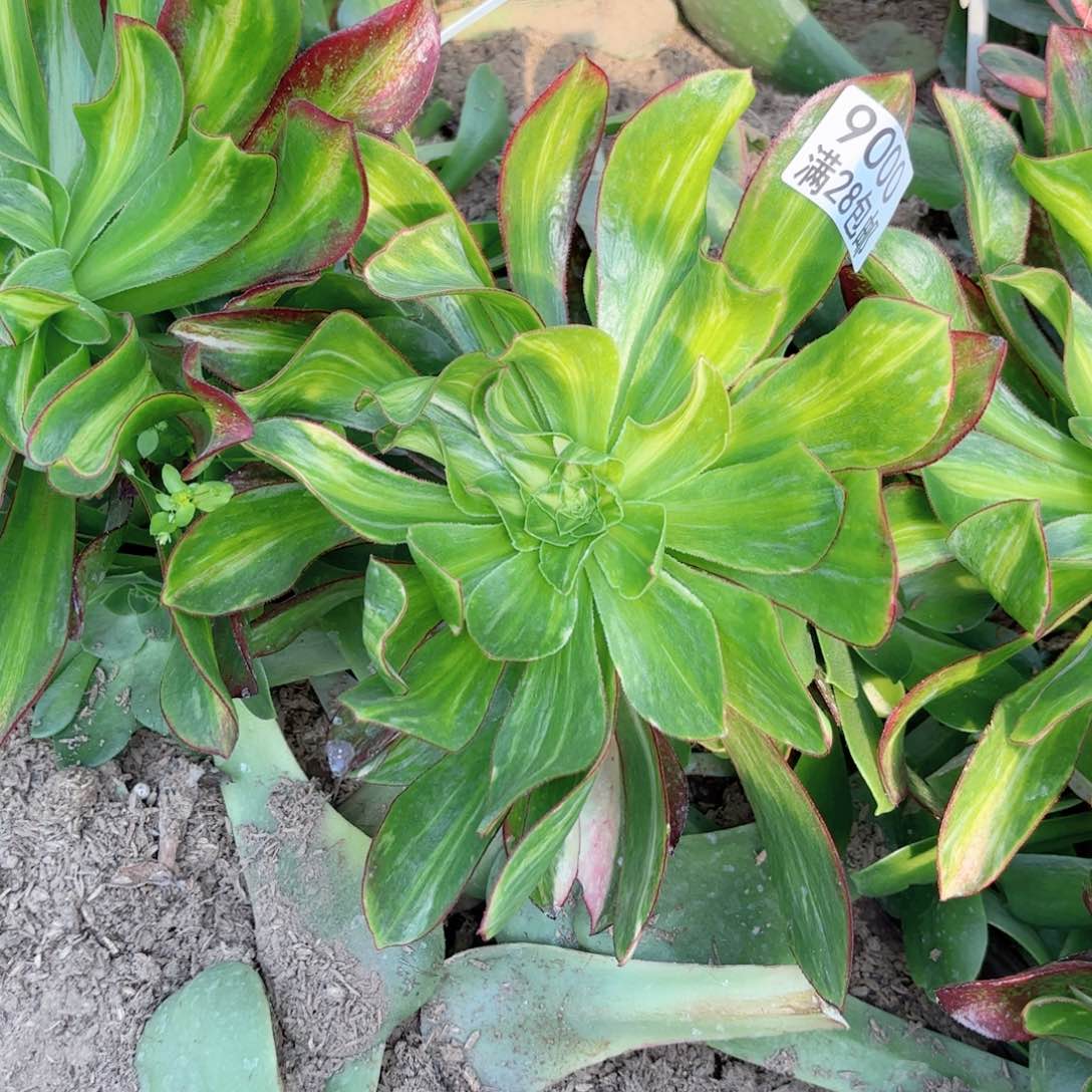 E. 9000魅影中班七彩多肉