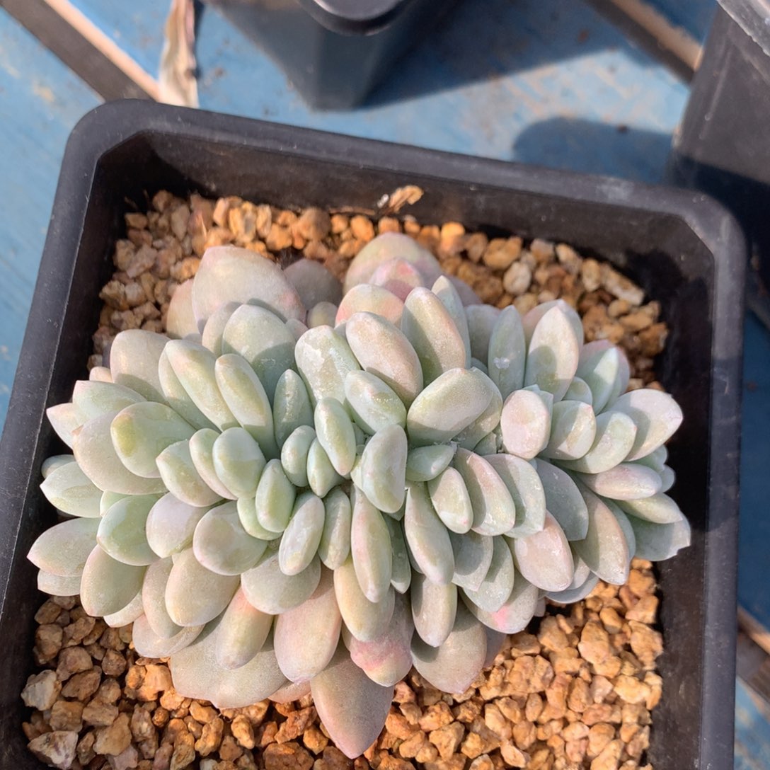 粉兔缀化一物一拍