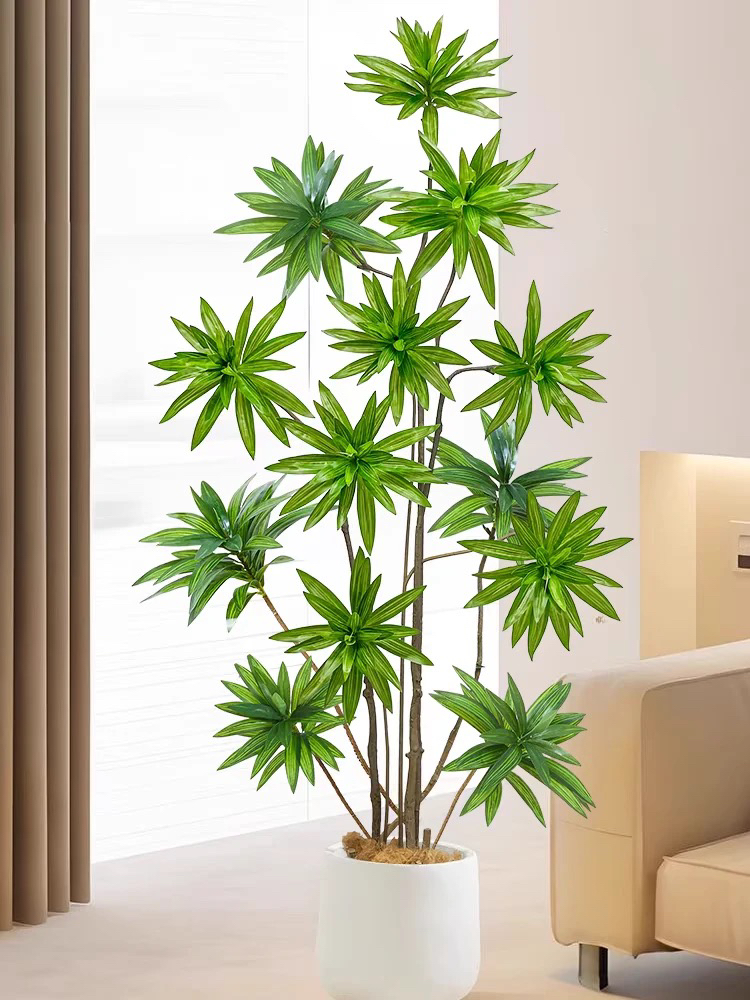 金芯百合竹客厅真绿植室内大型盆栽绿色植物金边百合树轻奢好养