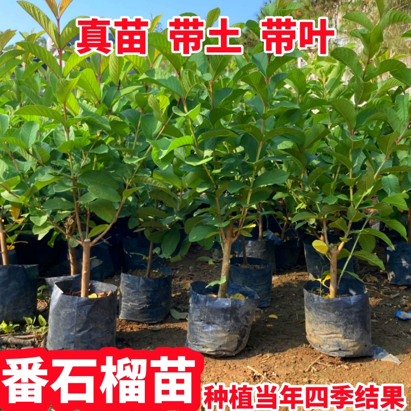 四季芭乐树苗珍珠芭乐苗四季奶香脆甜芭乐四季结果南北方种植