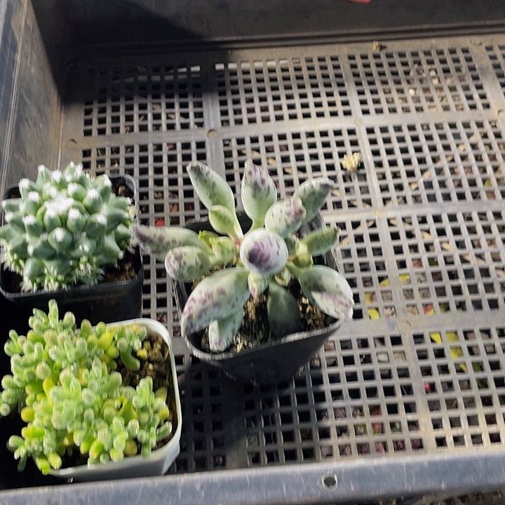 ****静27号筐带盆土发货