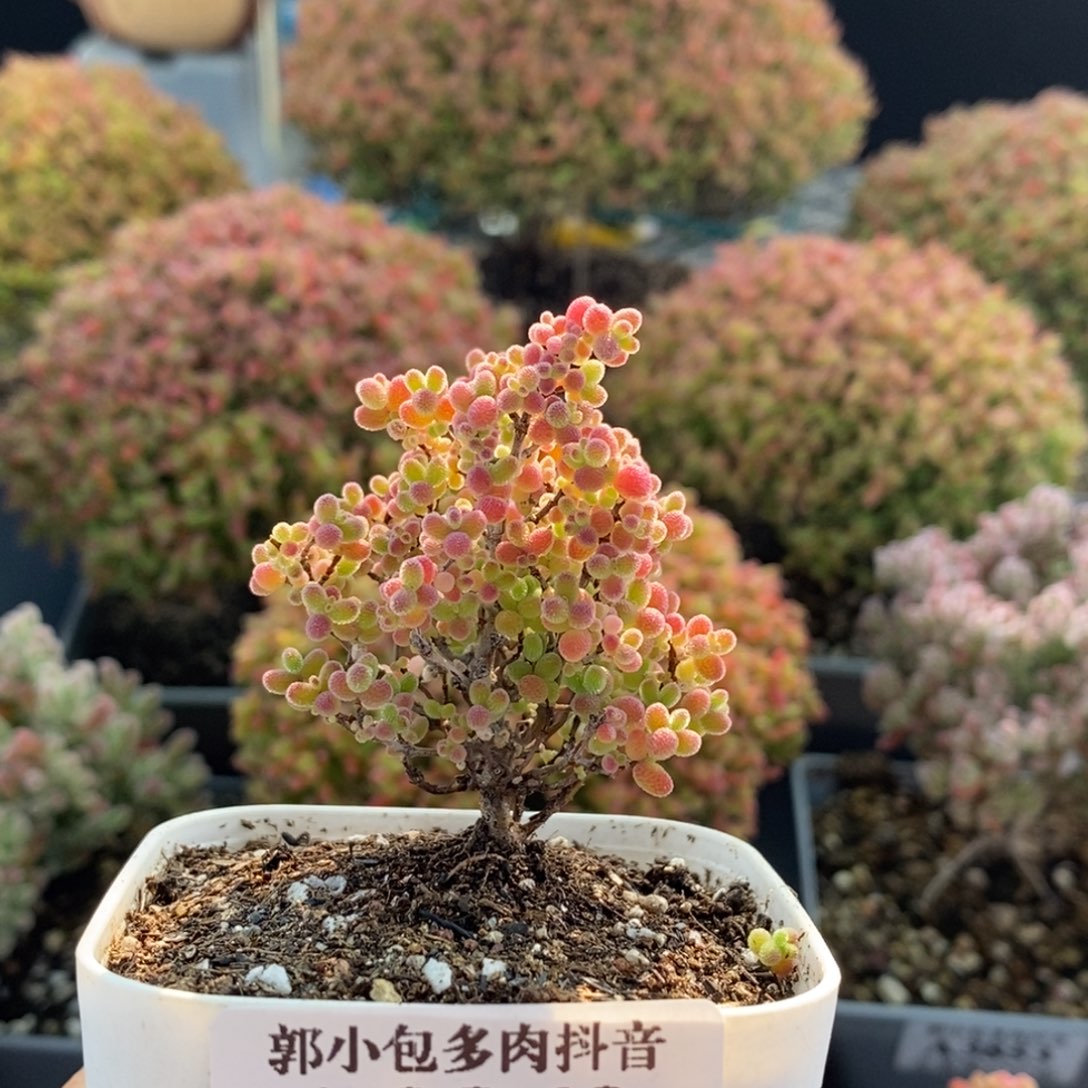 蜜橘糖球3869枝干番杏