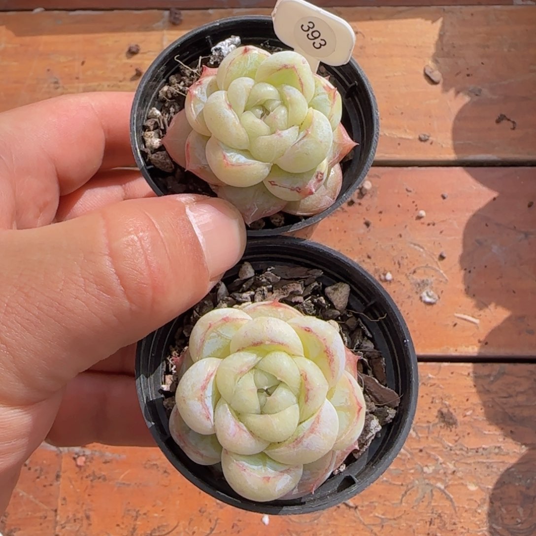 村****⁸胖虎珍妮精控一颗