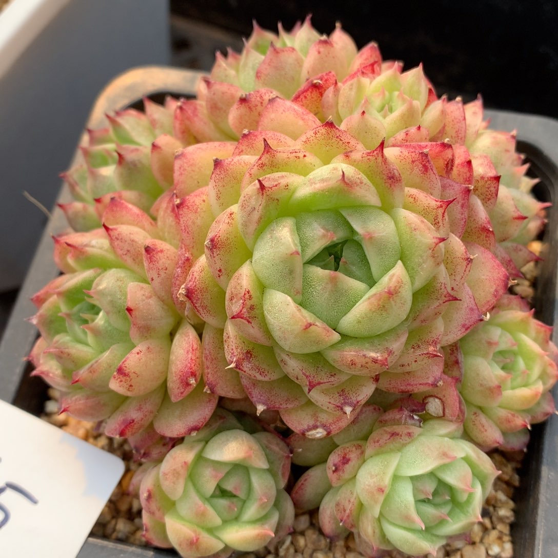 0308-65 麦杆优选