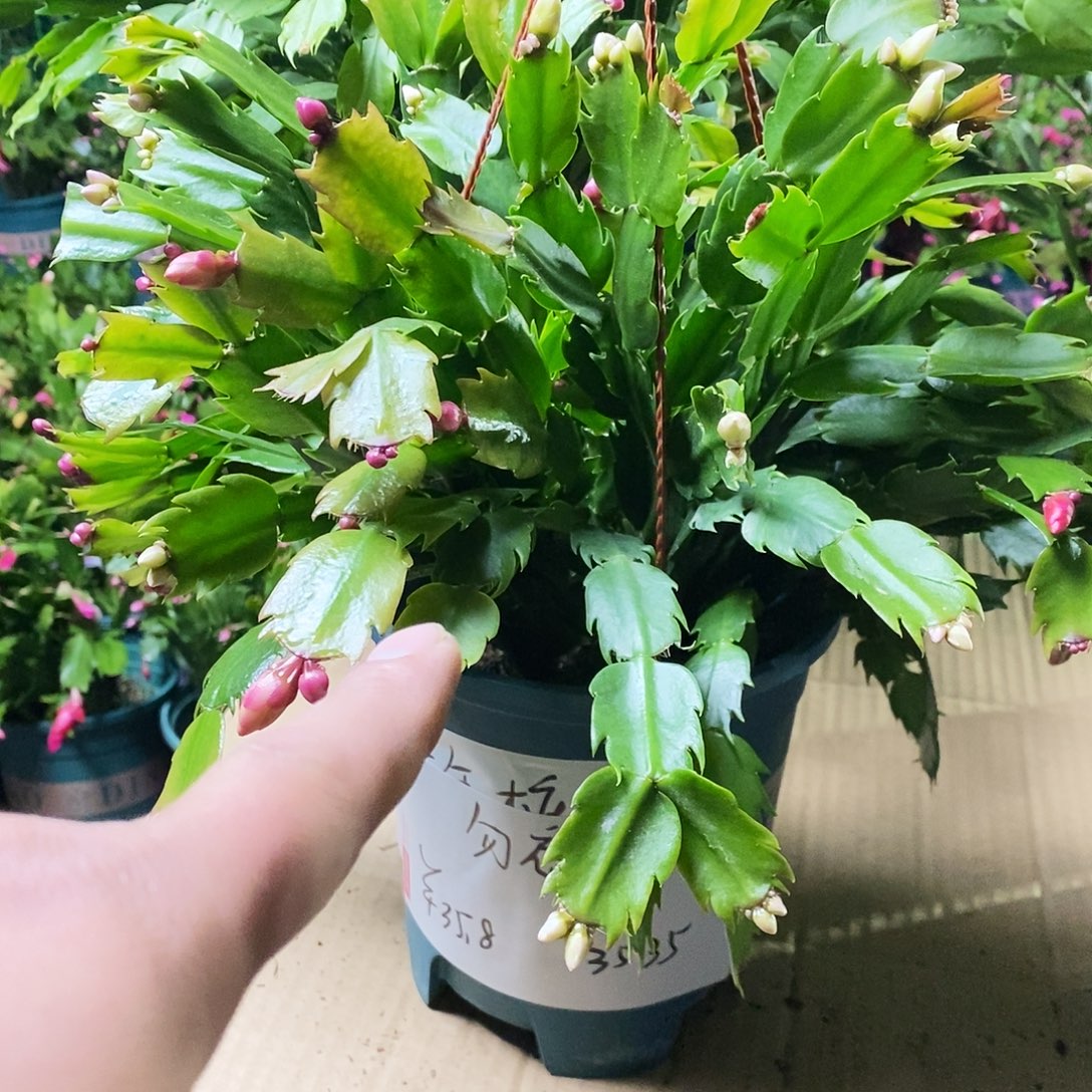 勿***安无花朵5年多色老桩一物一拍