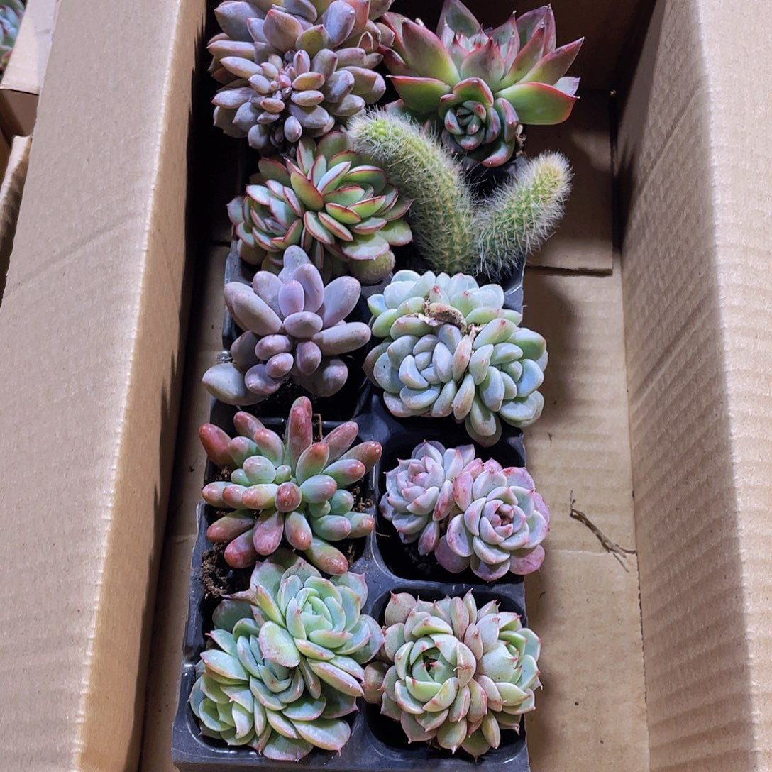 10颗-6号约3-5厘米