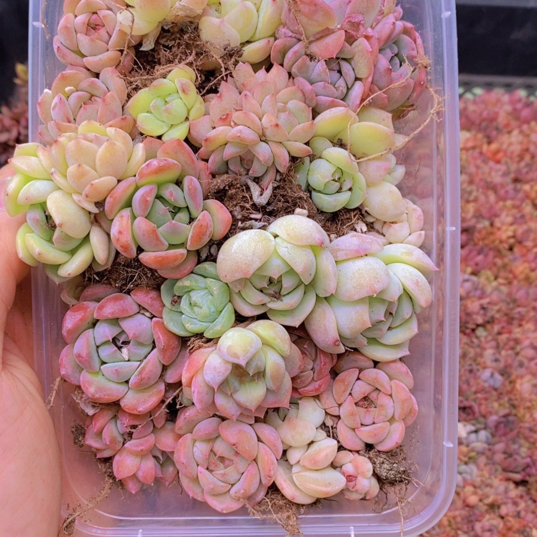85多肉一物一拍链接