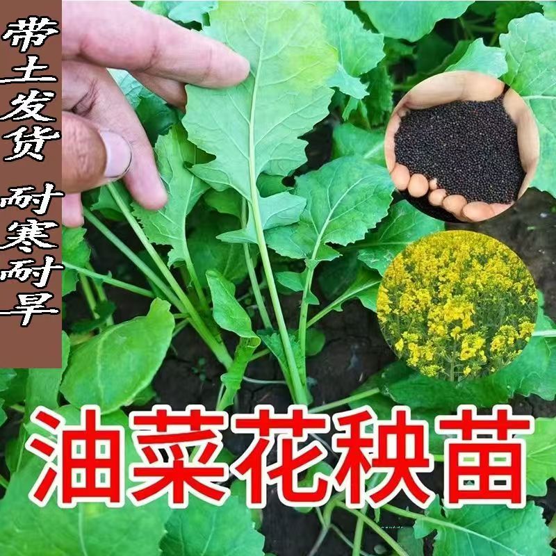 耐寒油花菜秧苗成活率高可以榨菜籽油的油菜花苗