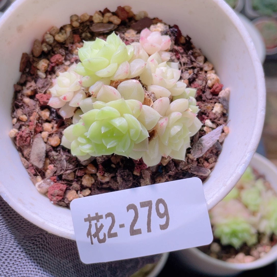 花利美2-279白天鹅