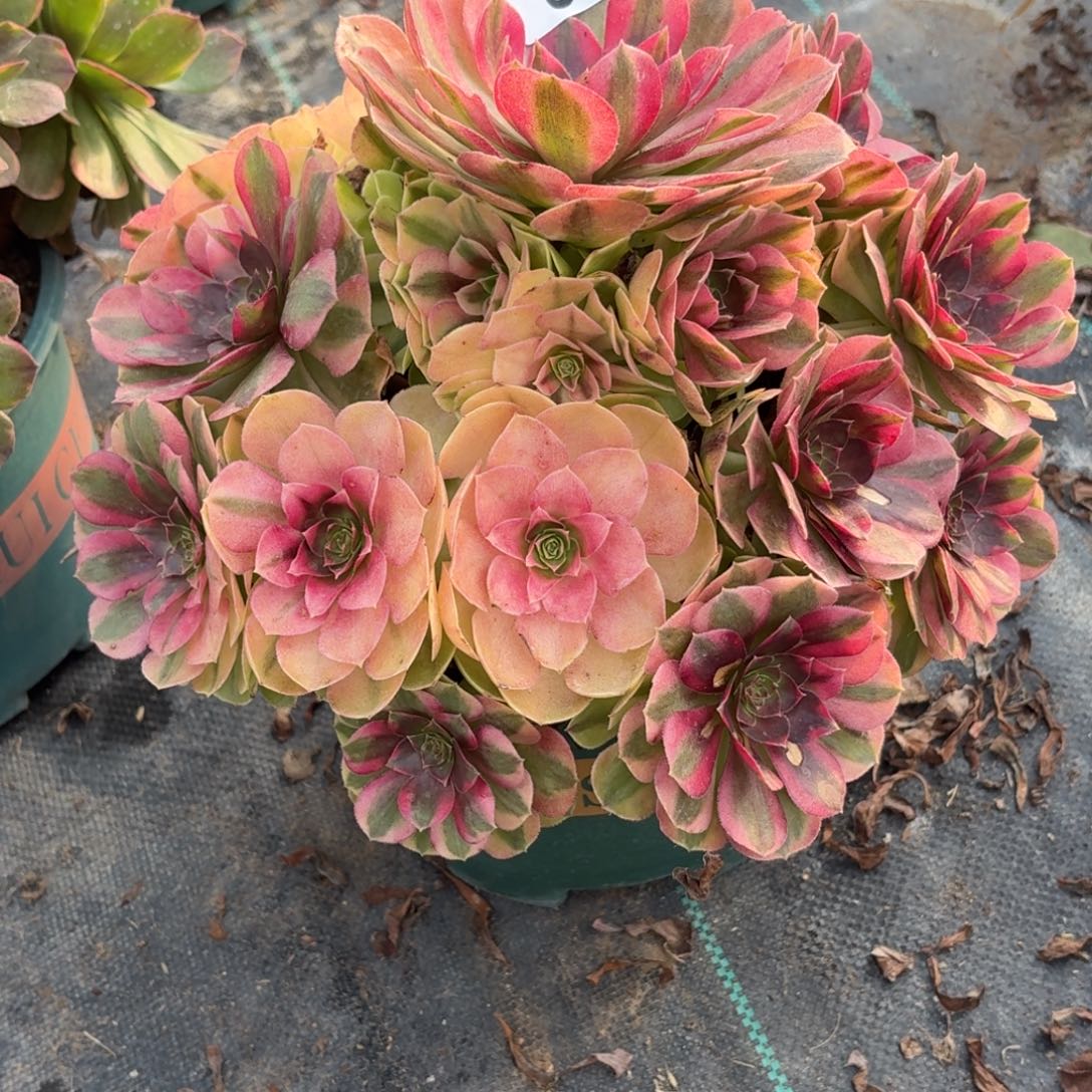 018雨河多肉植物福利