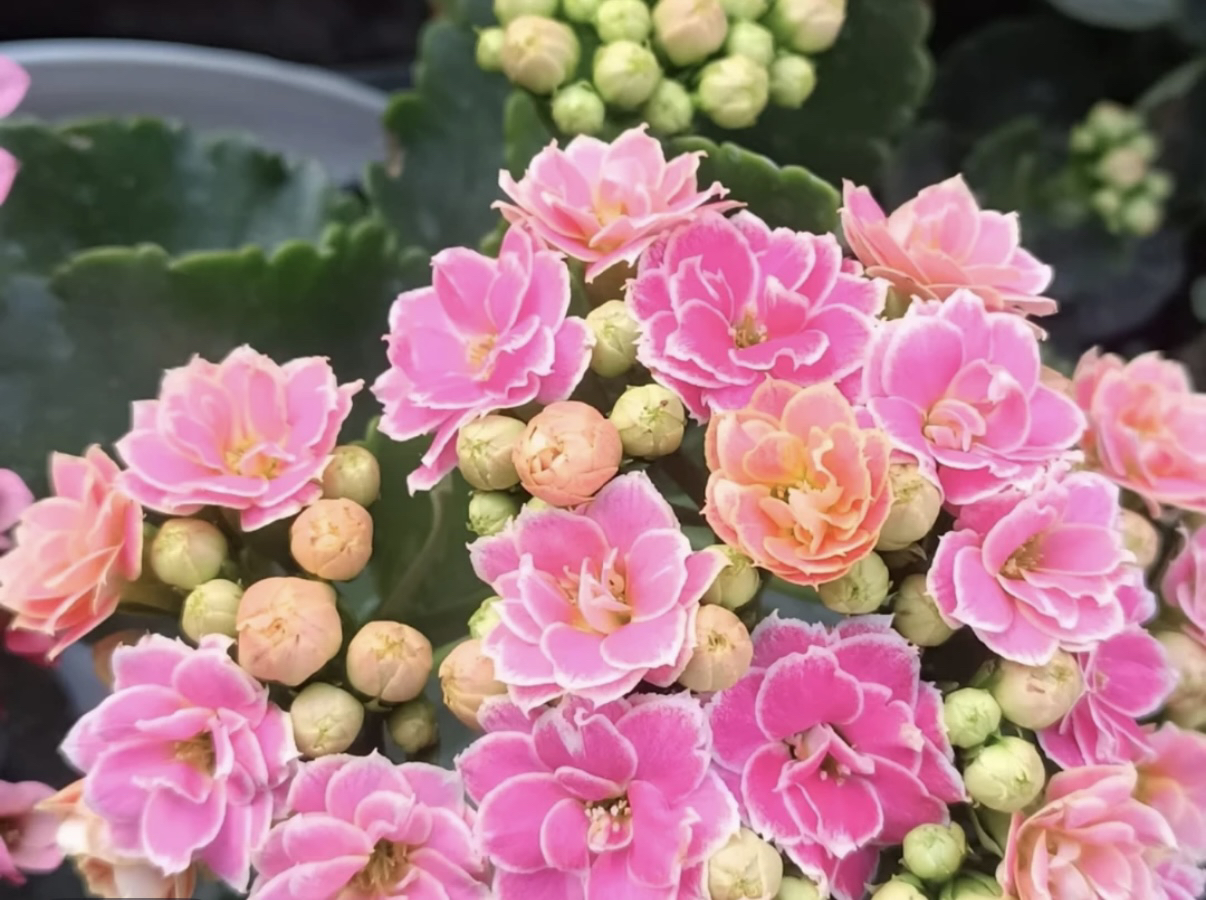 彩蝶  复色大花长寿花 130盆 -【花财花卉】