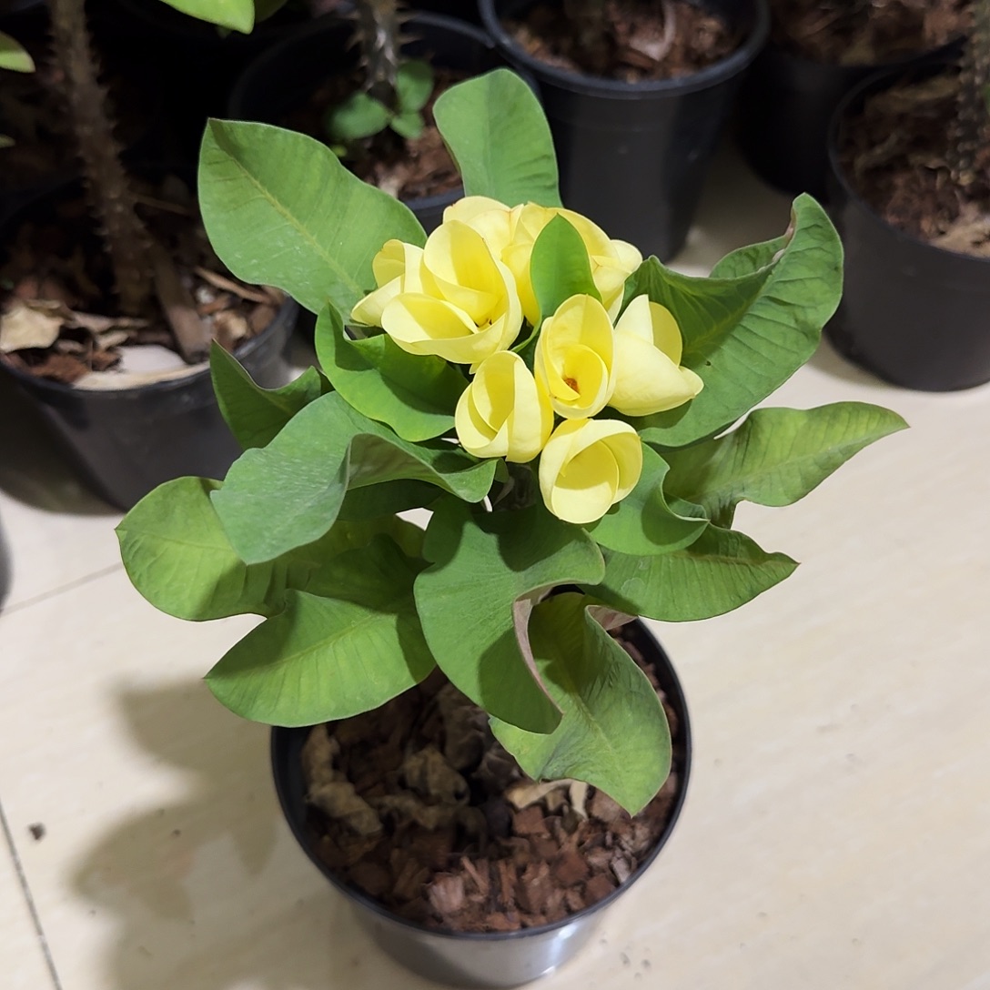 月***灮完全开放金色画框直播间一物一拍