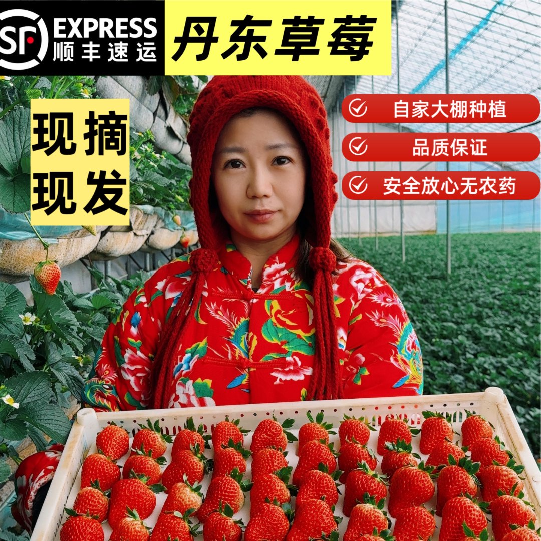 【正宗丹东九九草莓】丹东99大草莓自产自销新鲜现摘现发/顺丰空运