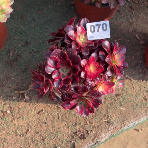 元*070美杜莎朵朵多肉，