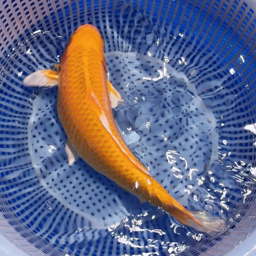 锦鲤精品甄选血统锦鲤