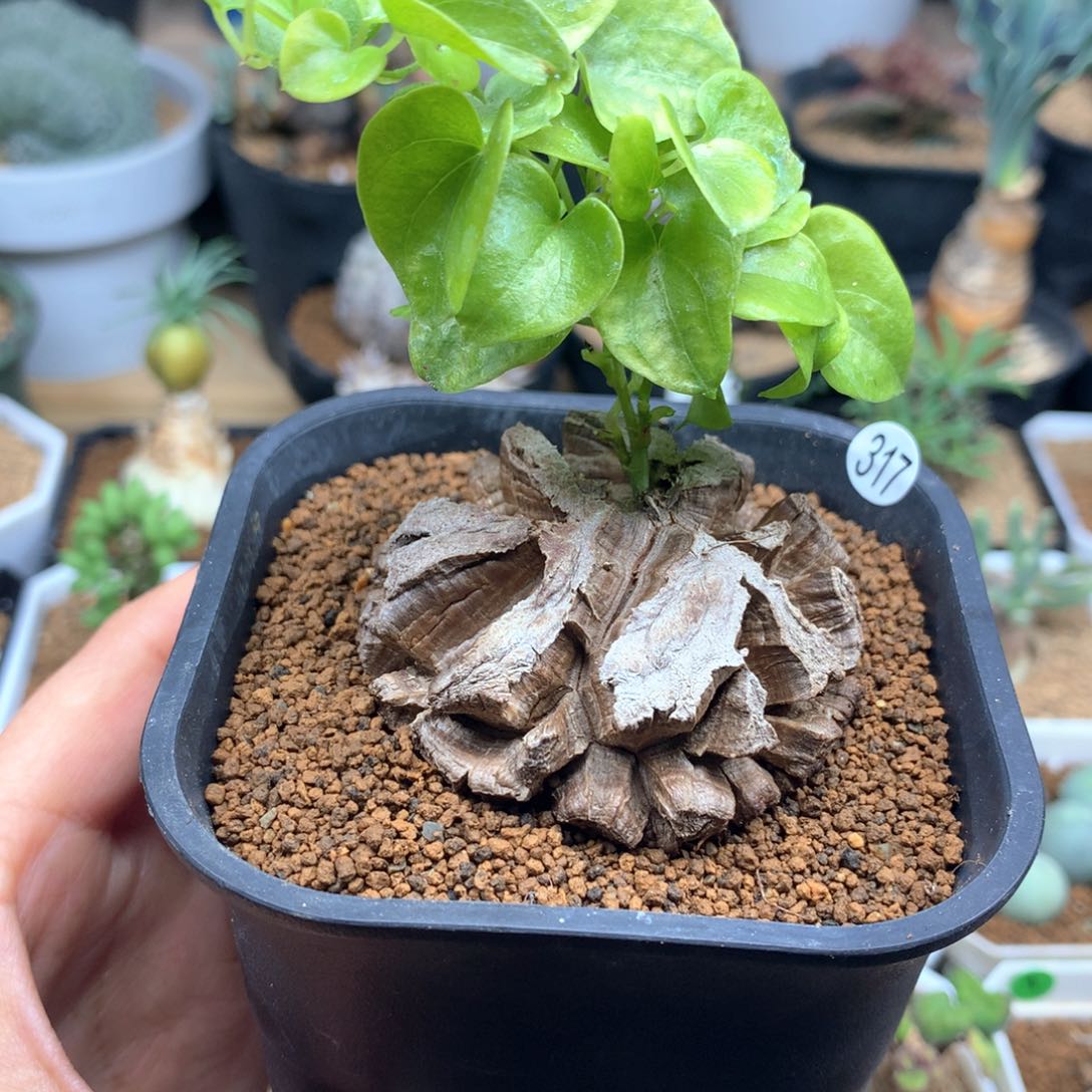 南非龟甲龙带盆5.2cm