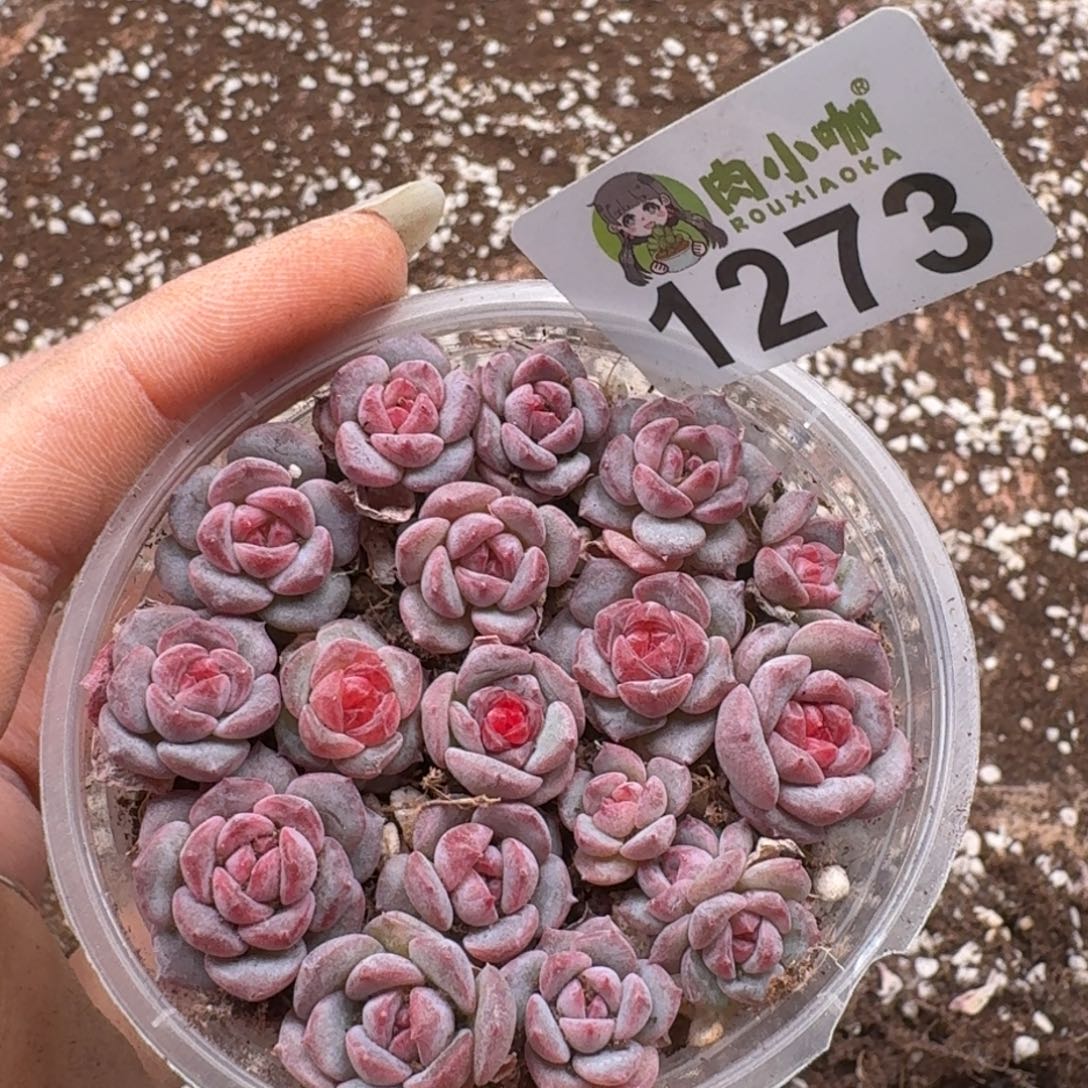 蓝***️多肉植物多肉植物