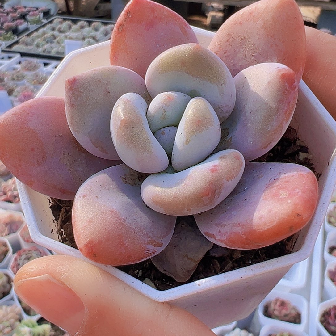 八角粉兔19包邮多肉植物