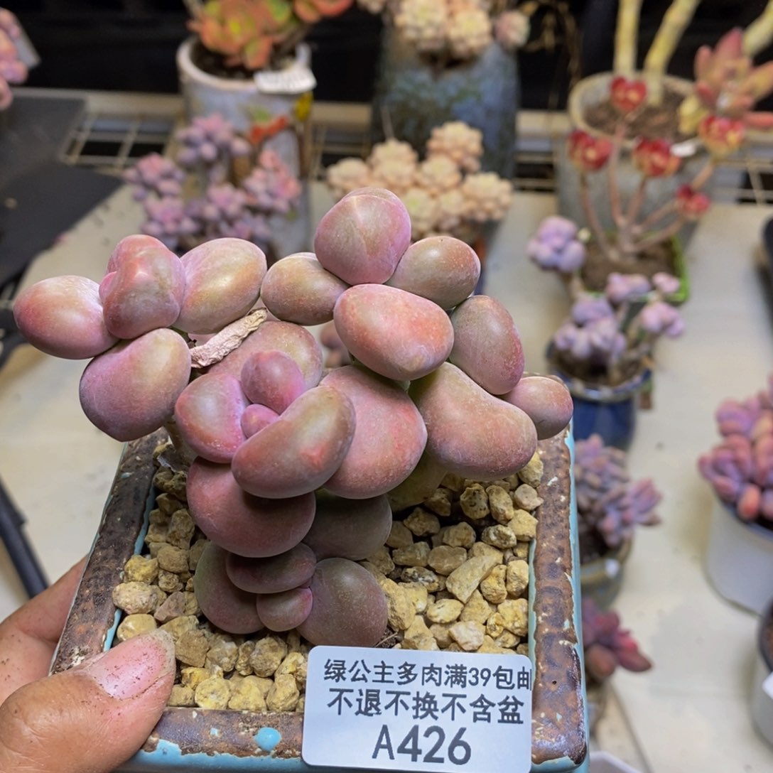 426芒果奶kk奶多肉8c m