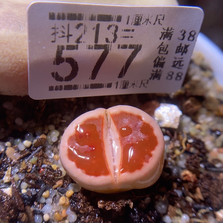 精品生石花213.577