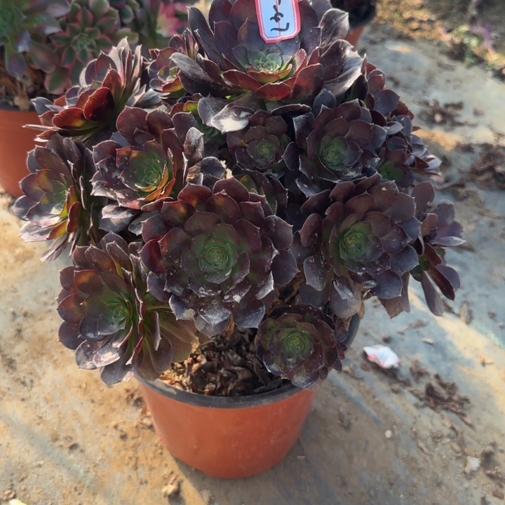 25-47赤焰莲多肉不包售后