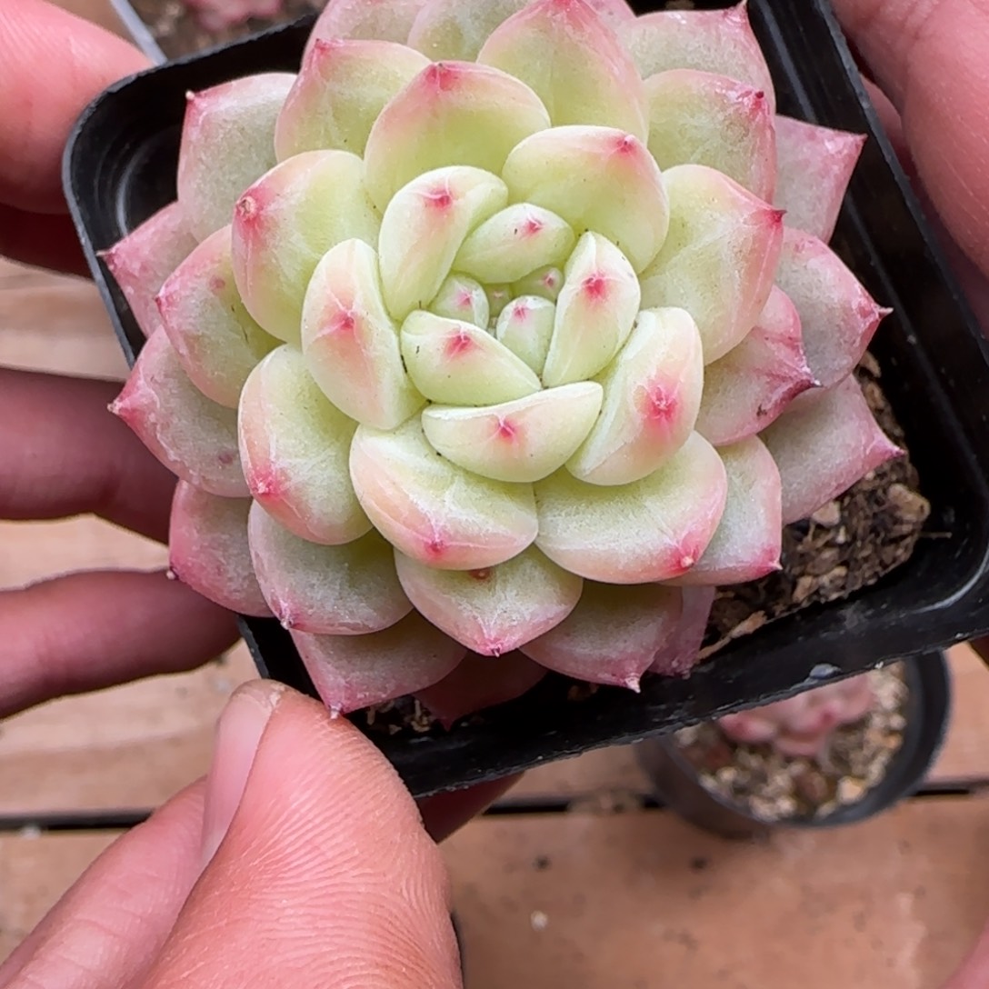 一物一拍麦秆珍妮07285