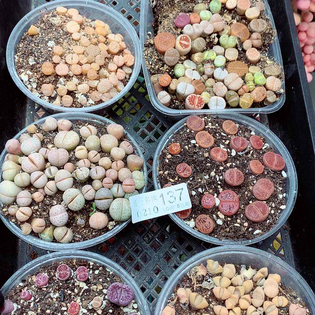 生石花满18包邮10-137