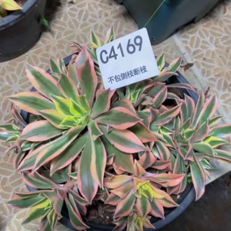 【闪购商品】4169绿体枫叶多肉