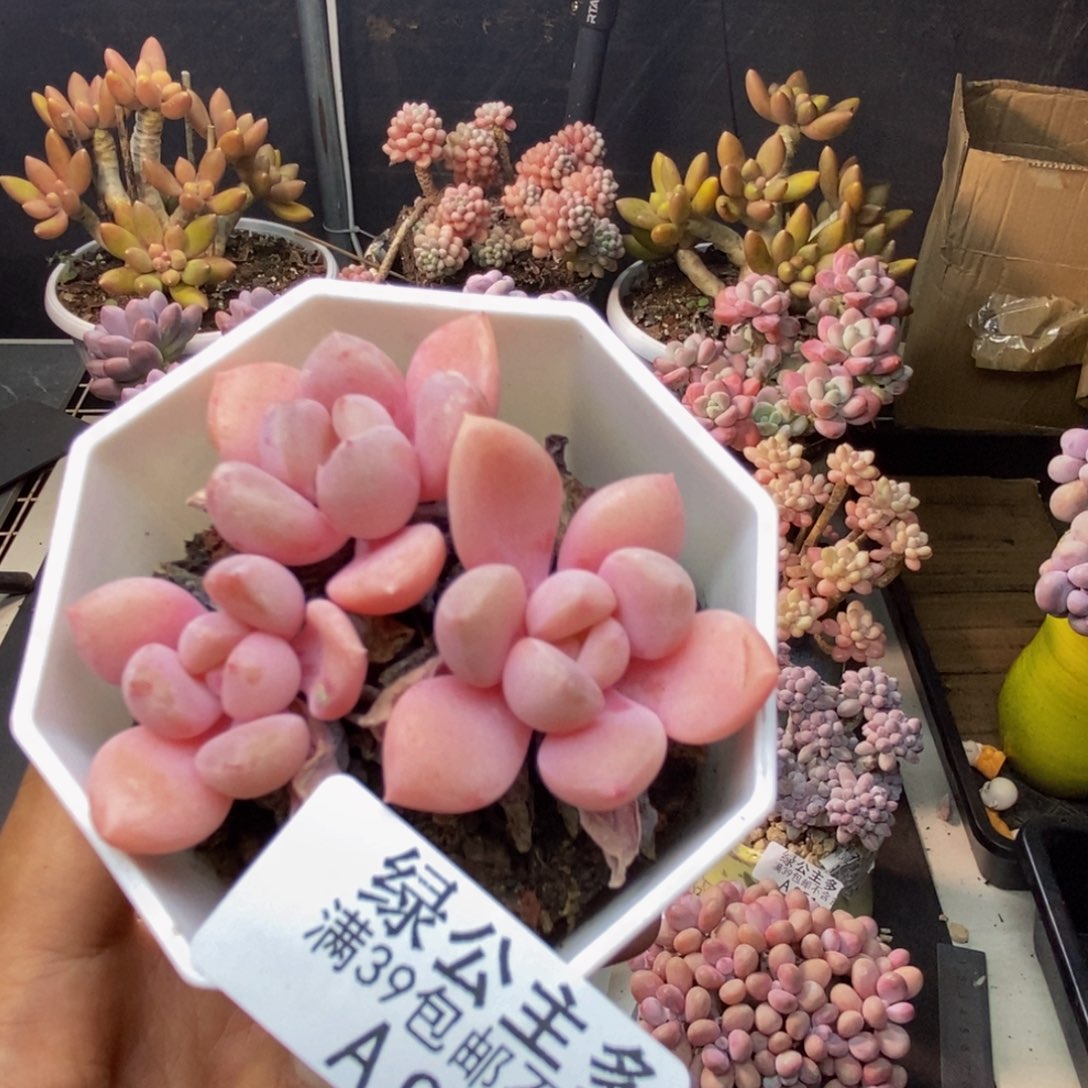 962粉桃花多肉5c m