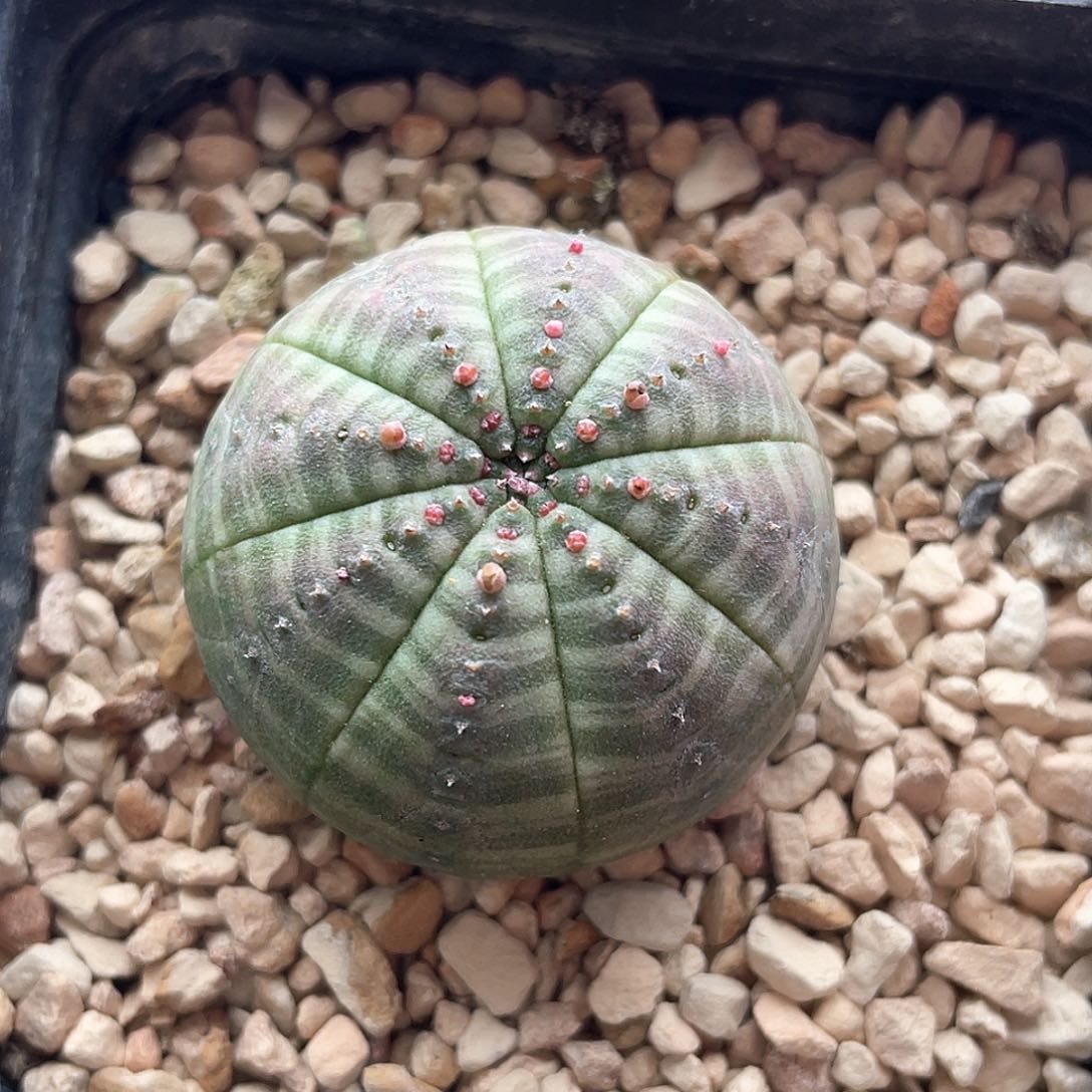 实生欧系布纹球开花株仙人球