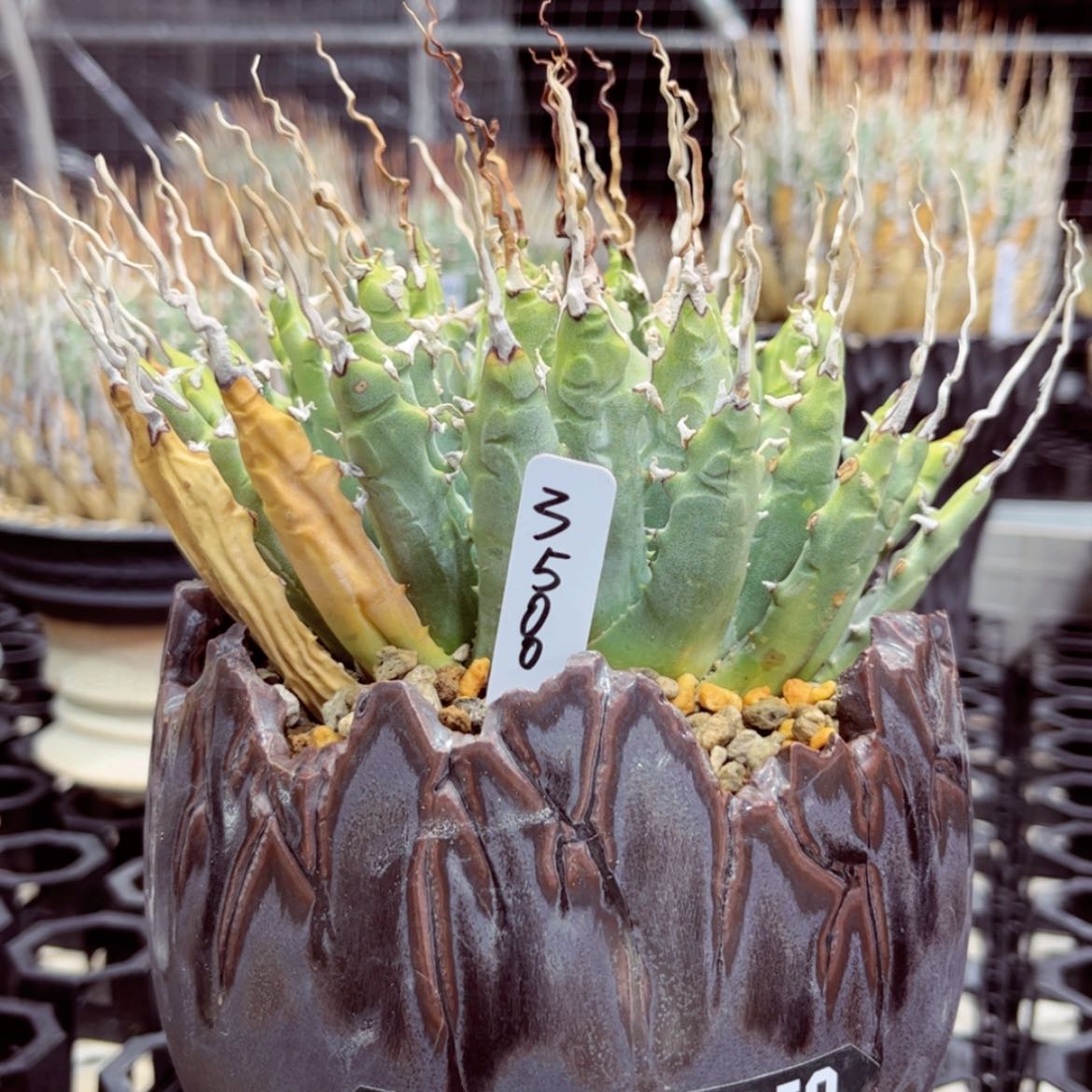 【闪购商品】熟桩/19公分 